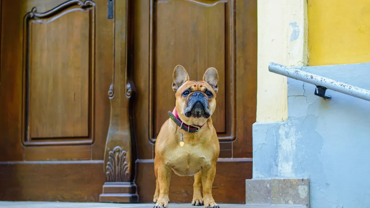 A pet sitter kneeling down to greet a dog at the front door of a home