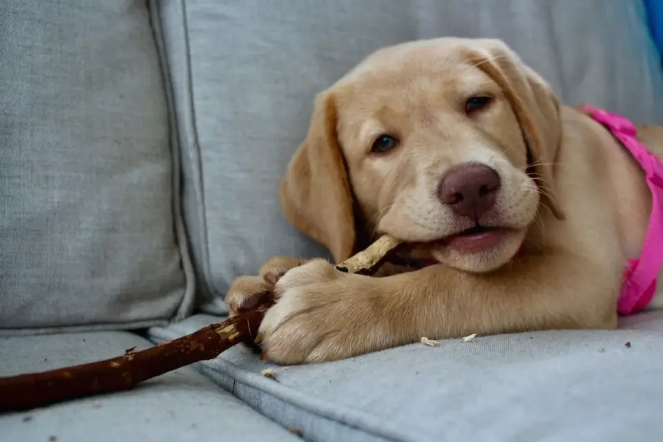A puppy chewing on a rope toy instead of a hand