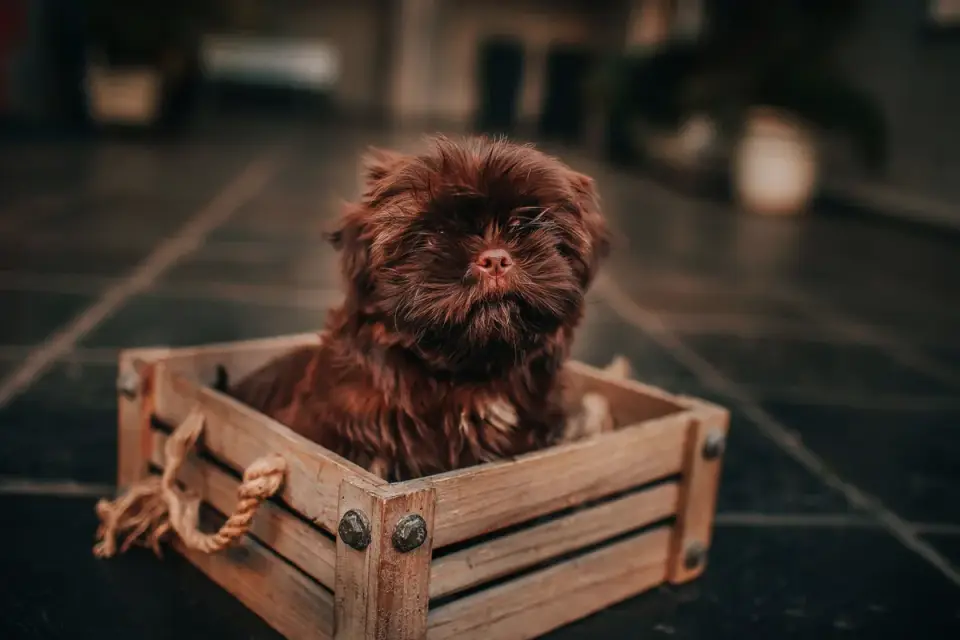 A puppy lying calmly inside an open wire crate on a blanket