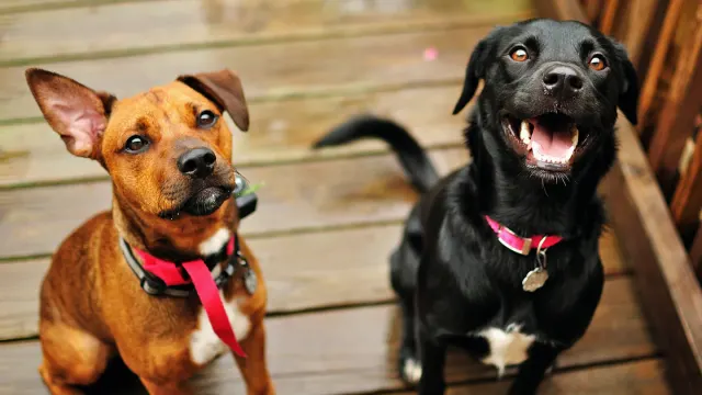 A purebred dog and a mixed-breed dog sitting side by side on a lawn