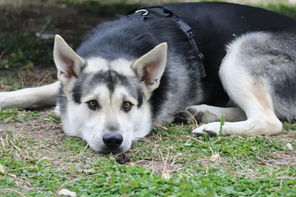 A relaxed dog lying down calmly beside its owner&#x27;s feet