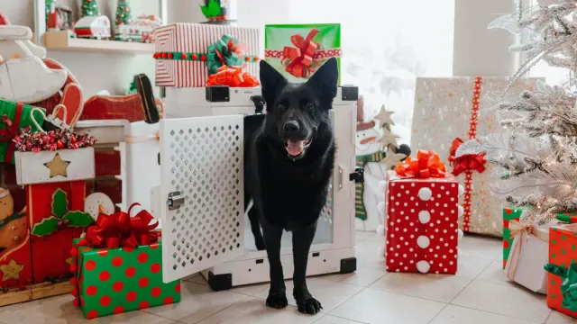 A rescue dog resting quietly inside an open crate in a living room