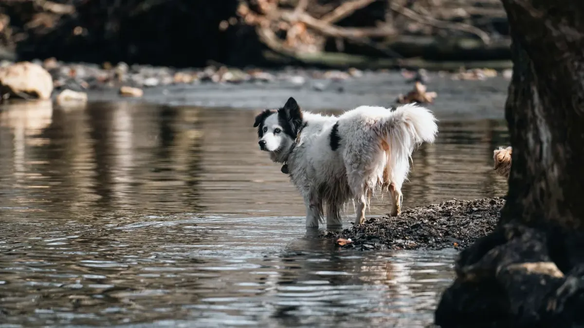 A senior dog pausing halfway up from lying on a wood floor