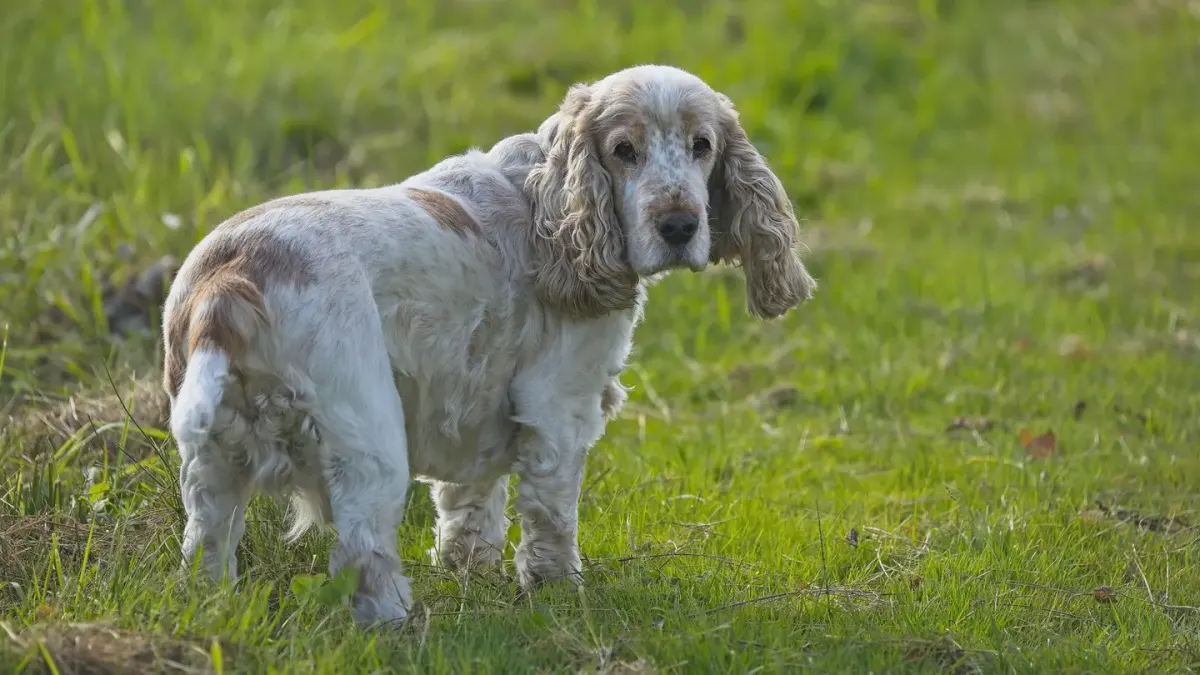 A senior dog resting on a non-slip mat, favoring its back legs while trying to stand