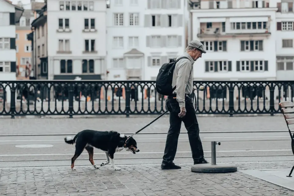A senior dog walking on a leash along a quiet sidewalk