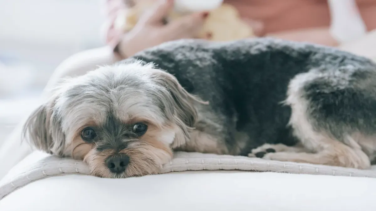A senior dog with a gray muzzle resting peacefully on a living room couch