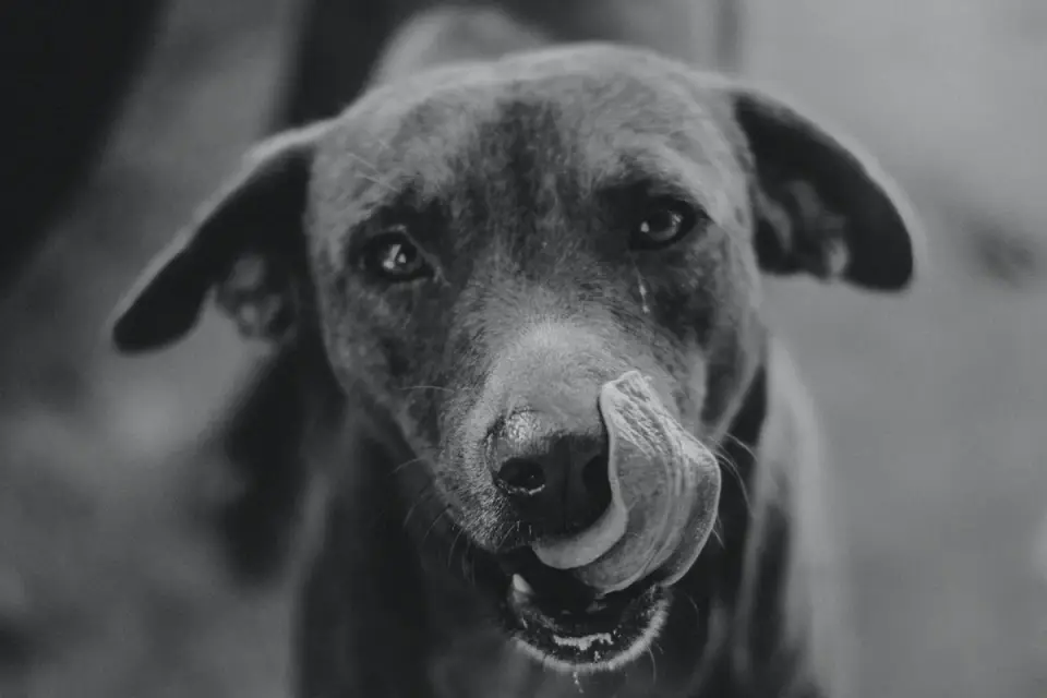A senior dog with a graying muzzle eating from a bowl of softened food