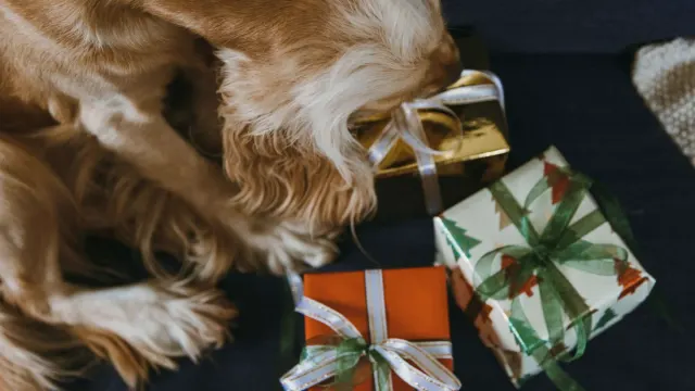 A senior dog working its nose across a snuffle mat on the living room floor