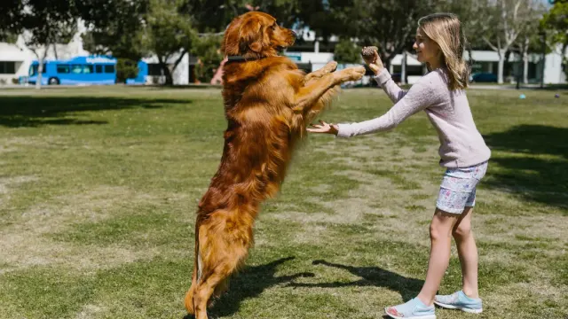 A senior Golden Retriever pausing at the open tailgate of a car in a driveway