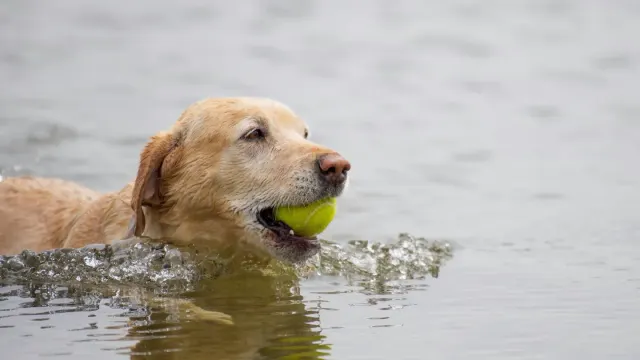A senior golden retriever wading slowly into shallow lake water