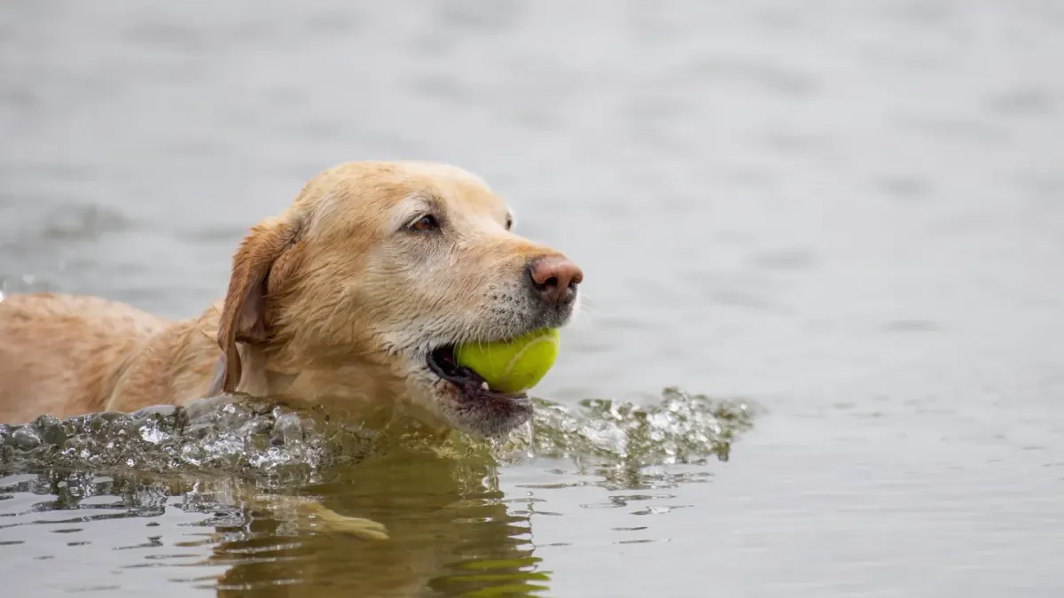 A senior golden retriever wading slowly into shallow lake water