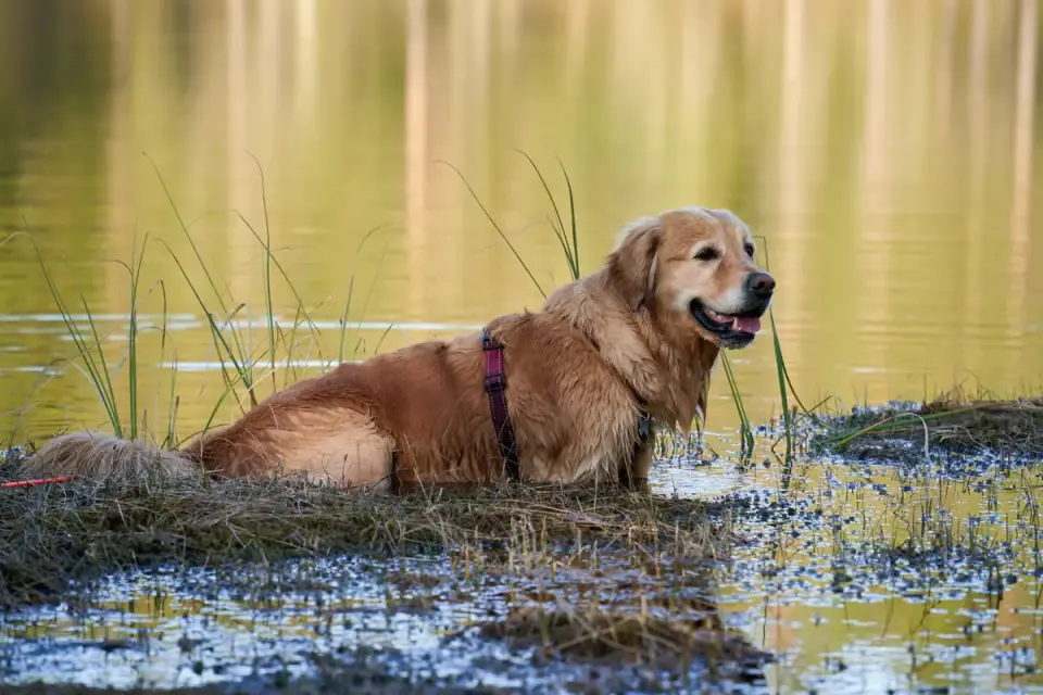 A senior golden retriever wading slowly into shallow lake water