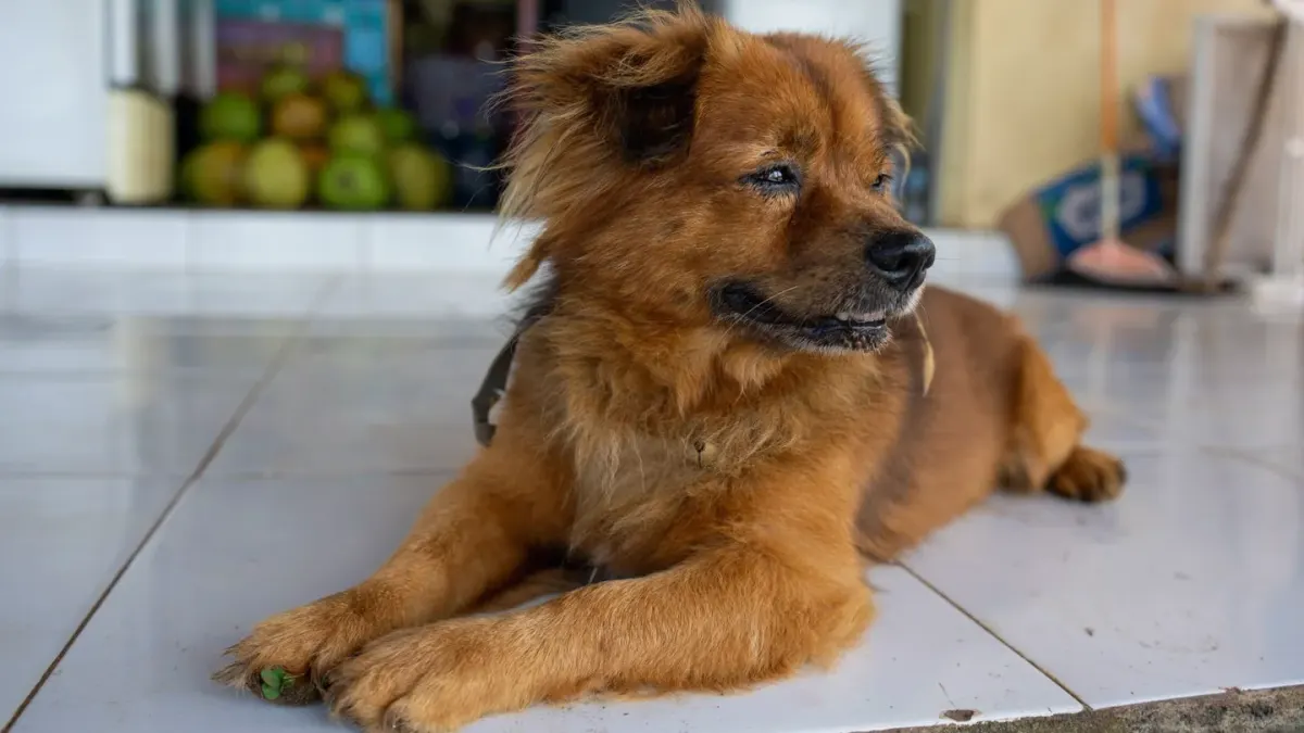 A senior golden retriever with a graying muzzle lying calmly on a wooden porch