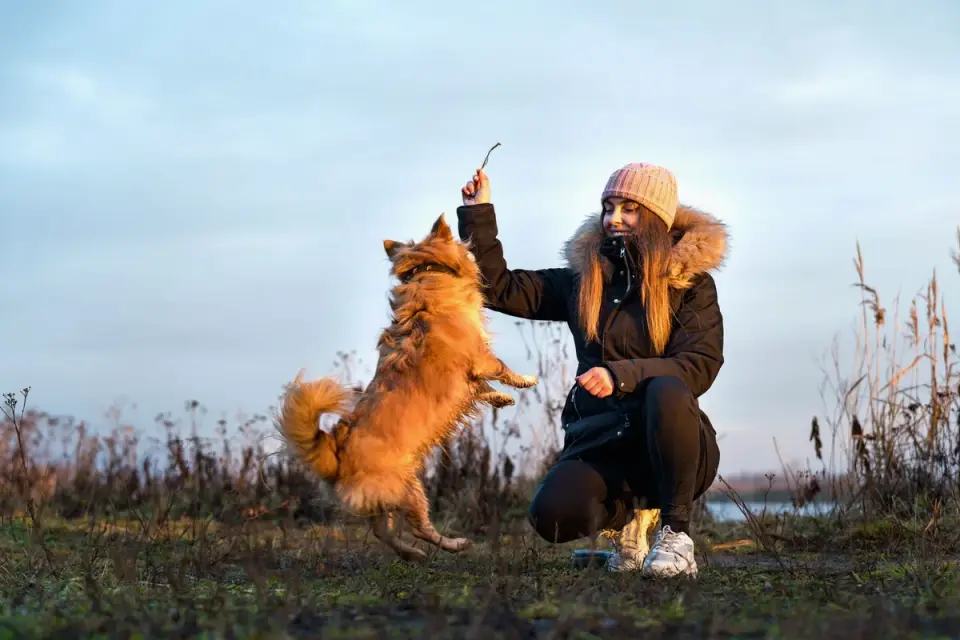A senior retriever mix taking a soft chew treat from its owner&#x27;s hand