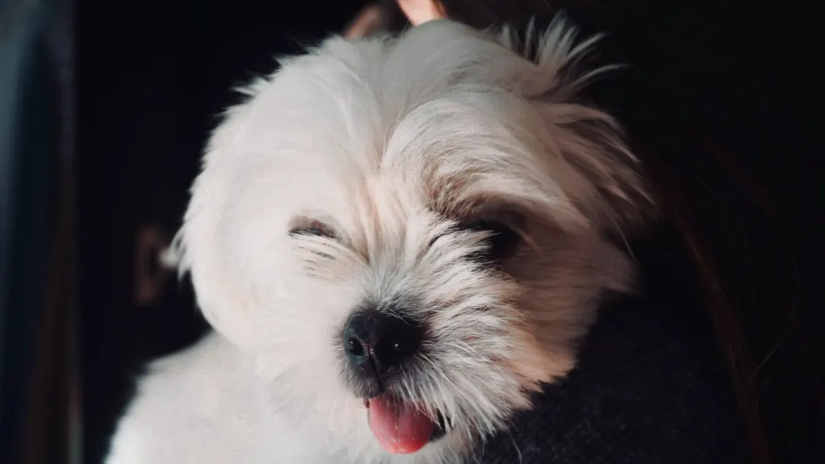 A Shih Tzu and a Lhasa Apso sitting side by side, showing their similar long coats and different face shapes