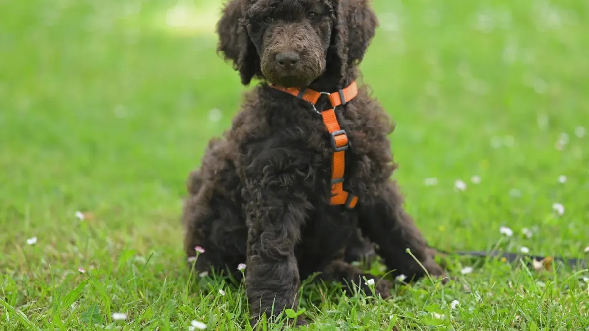 A small cream-colored Toy Poodle and a slightly larger Miniature Poodle sitting side by side on grass