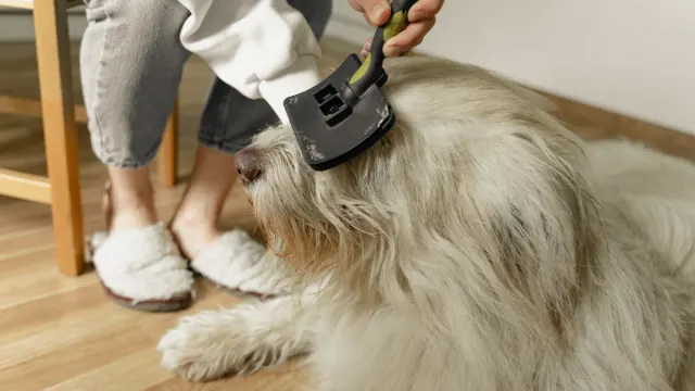 A small dog and a large dog being brushed side by side on grooming tables