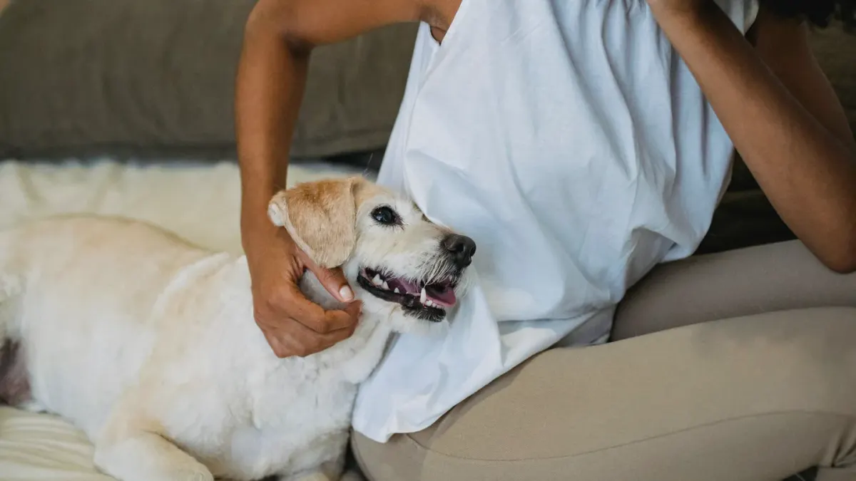 A small dog resting on a bed near a doorway while a person walks down the hall