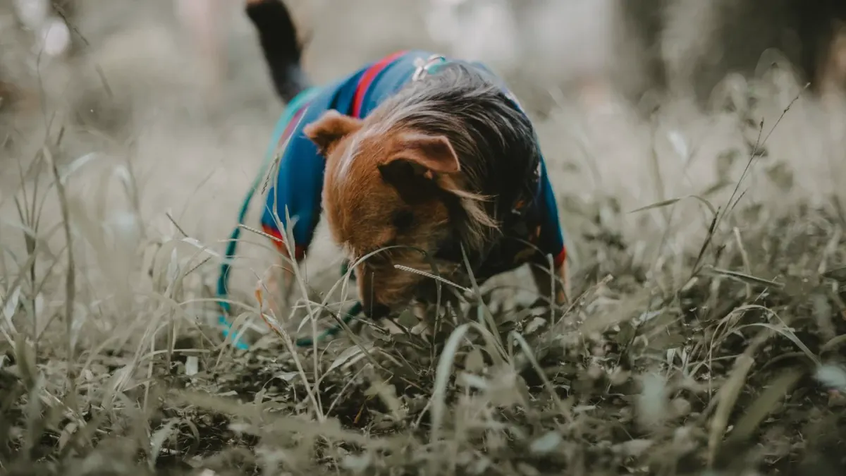 A small dog sniffing a handful of fresh blueberries held out by its owner
