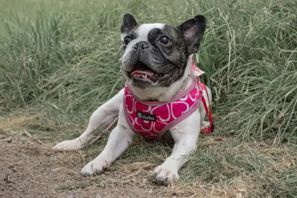A small dog standing outdoors wearing a harness that fits snugly across the chest