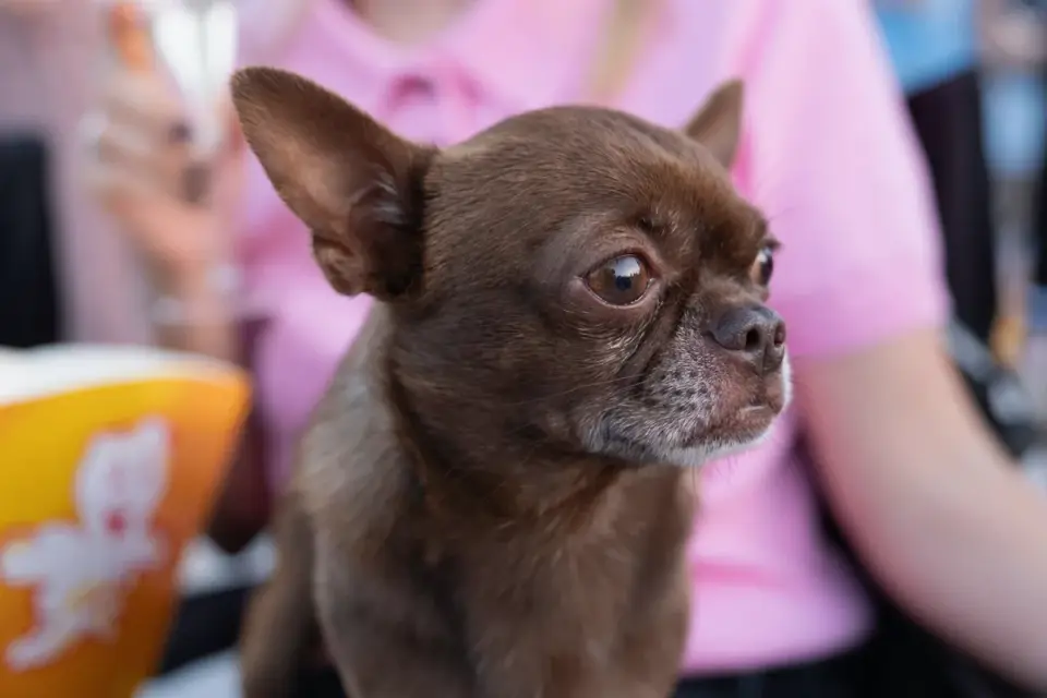 A small dog taking a thin banana slice from an owner's hand