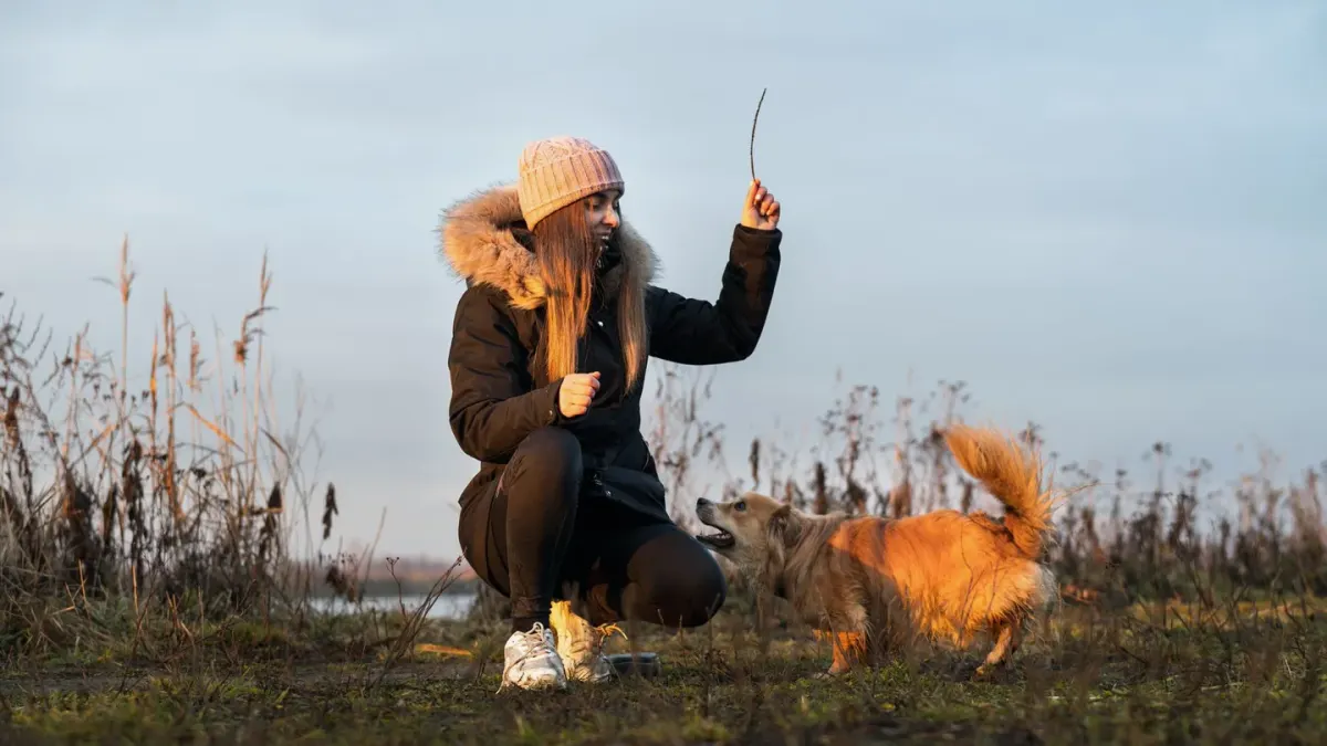 A small group of dogs and owners practicing sit-stay in a training class