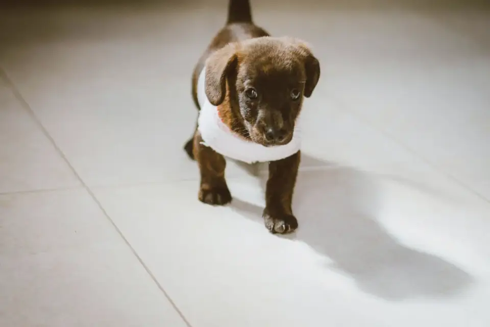 A small puppy standing beside an indoor puppy pad in an apartment setting