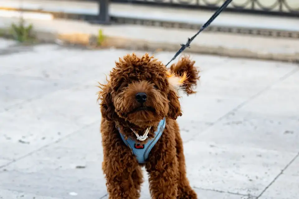 A small senior dog on a leash wearing a snug harness during a walk