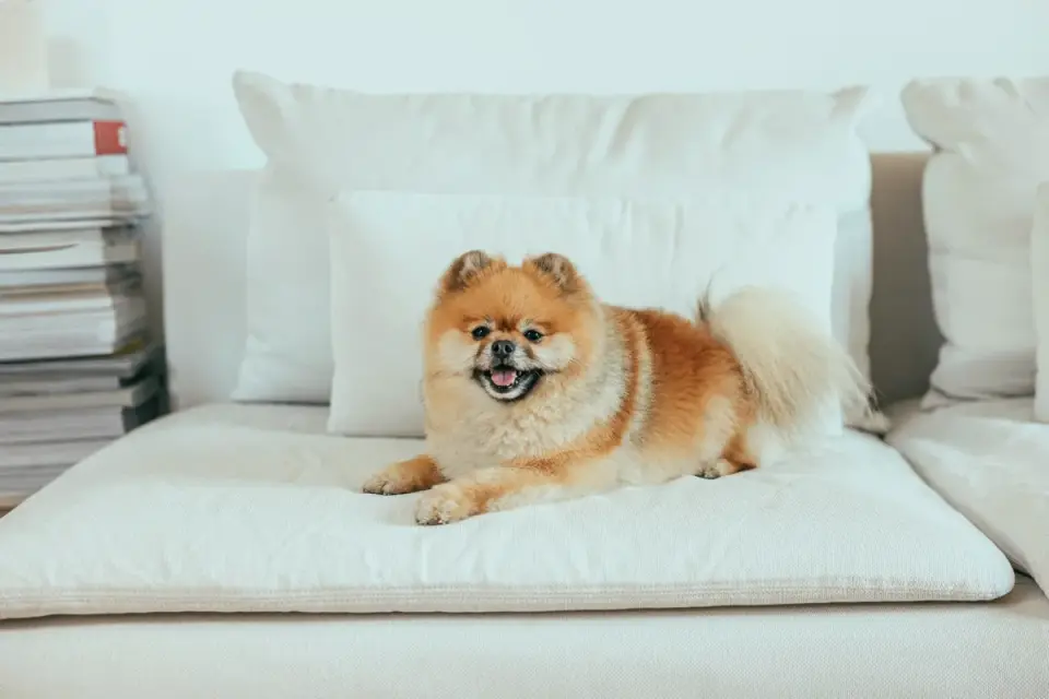 A small senior dog resting comfortably on a couch