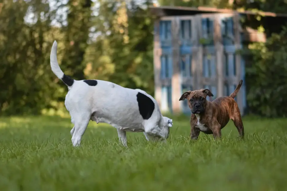 A staff member supervising a group of dogs playing at a boarding facility