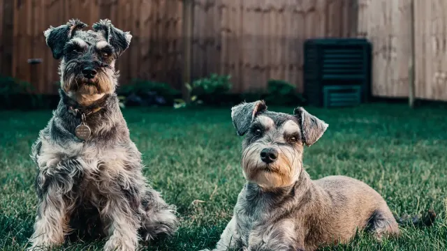 A standard-sized Dachshund and a smaller miniature Dachshund standing together outdoors