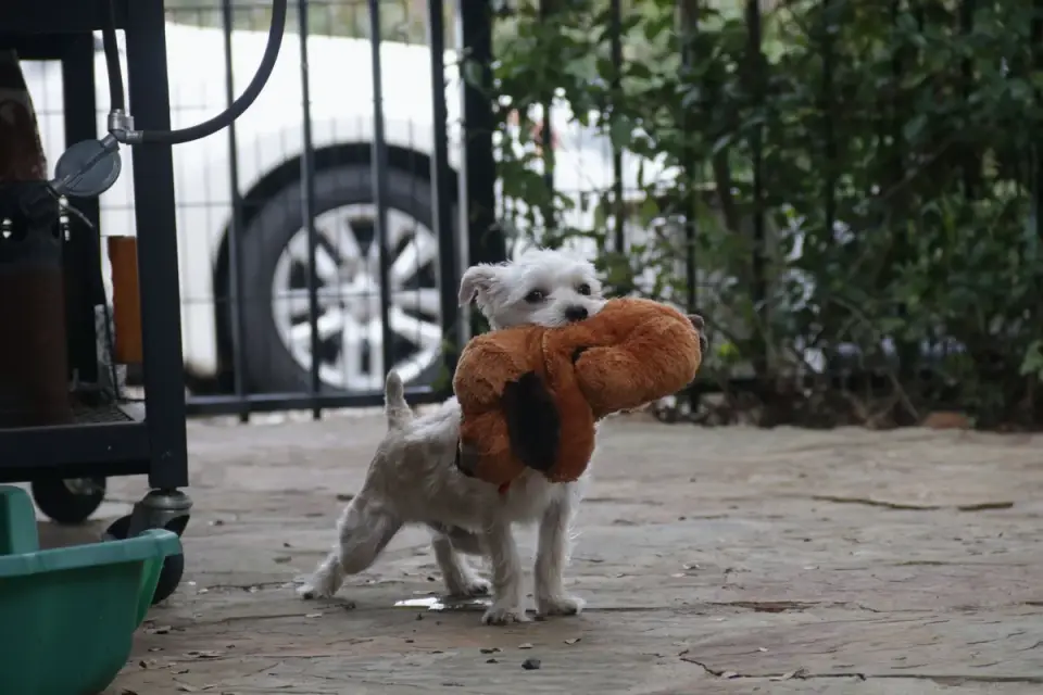 A teething puppy chewing on a frozen washcloth toy