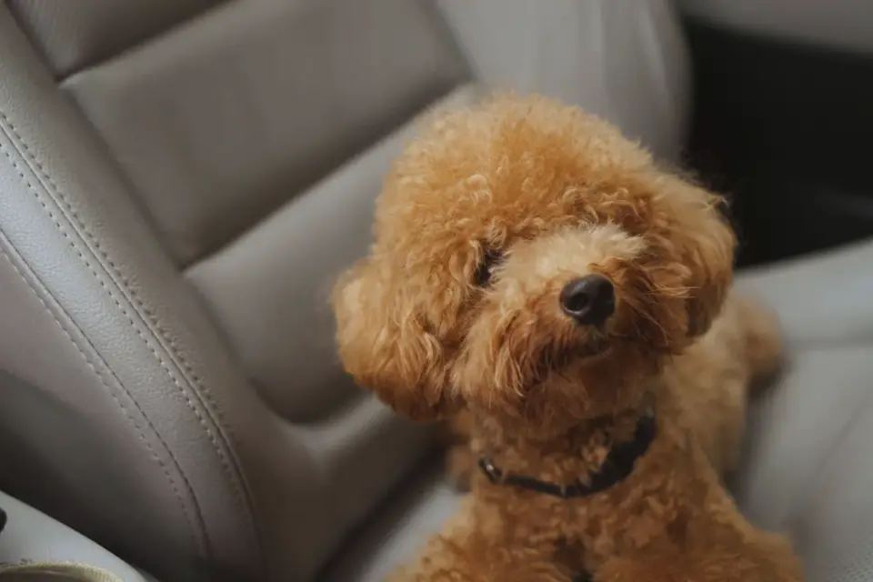 A tiny apricot Toy Poodle puppy being weighed on a kitchen scale