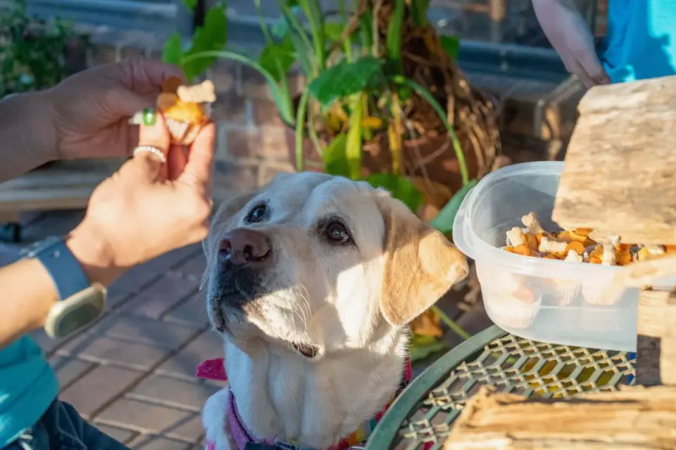 A trainer offering a small piece of cheese as a reward during puppy training