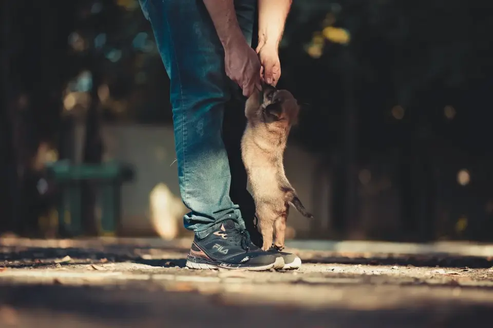 A trainer rewarding a puppy with a treat during a group training class