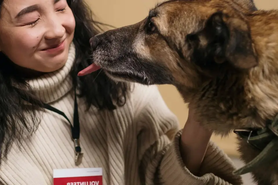 A veterinarian examining a medium-sized dog on an exam table