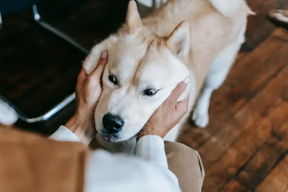 A veterinarian gently examining a calm dog on an exam table
