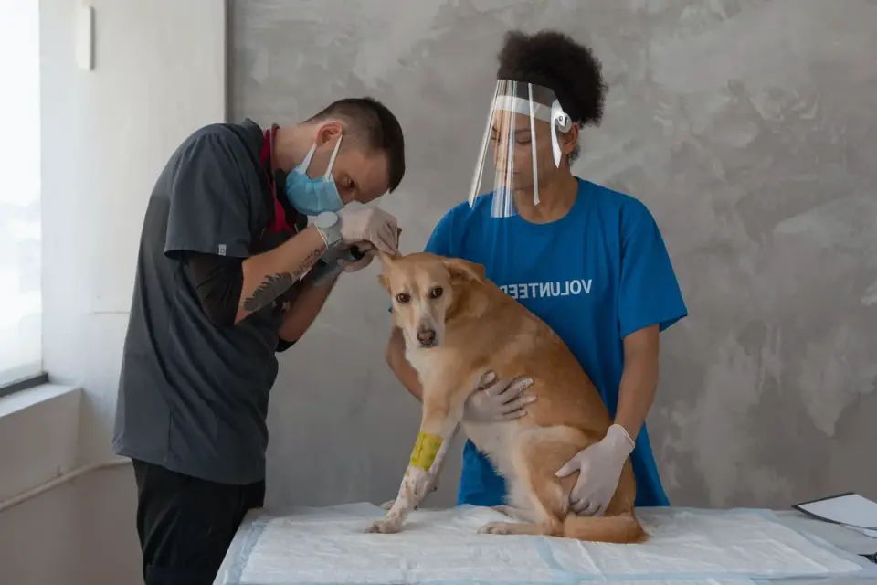 A veterinarian gently examining a calm dog on an exam table