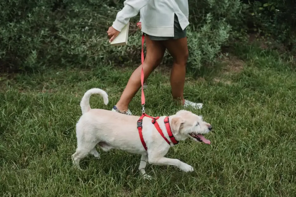 A veterinarian gently examining a senior dog during a wellness visit