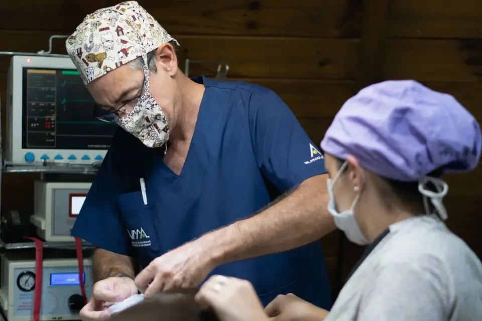 A veterinarian gently palpating a dog&#x27;s abdomen during a checkup