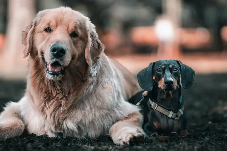 A veterinarian points to ingredients on a dog food label while a pet owner listens
