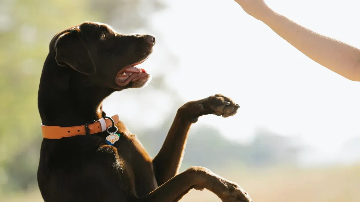 A woman kneeling on grass gives a raised-palm hand signal to a dog sitting in front of her