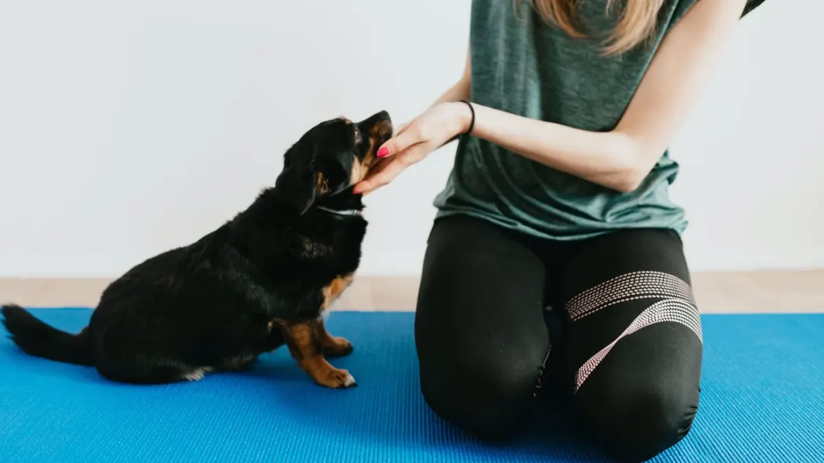 A woman kneeling on a living room floor working calmly with a wary-looking dog