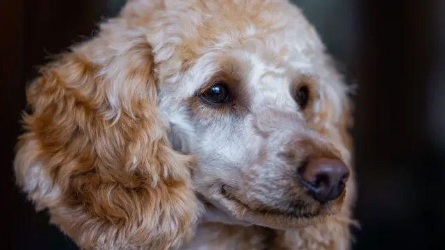 A woman sitting on a living room floor with a curly-coated poodle, both relaxed