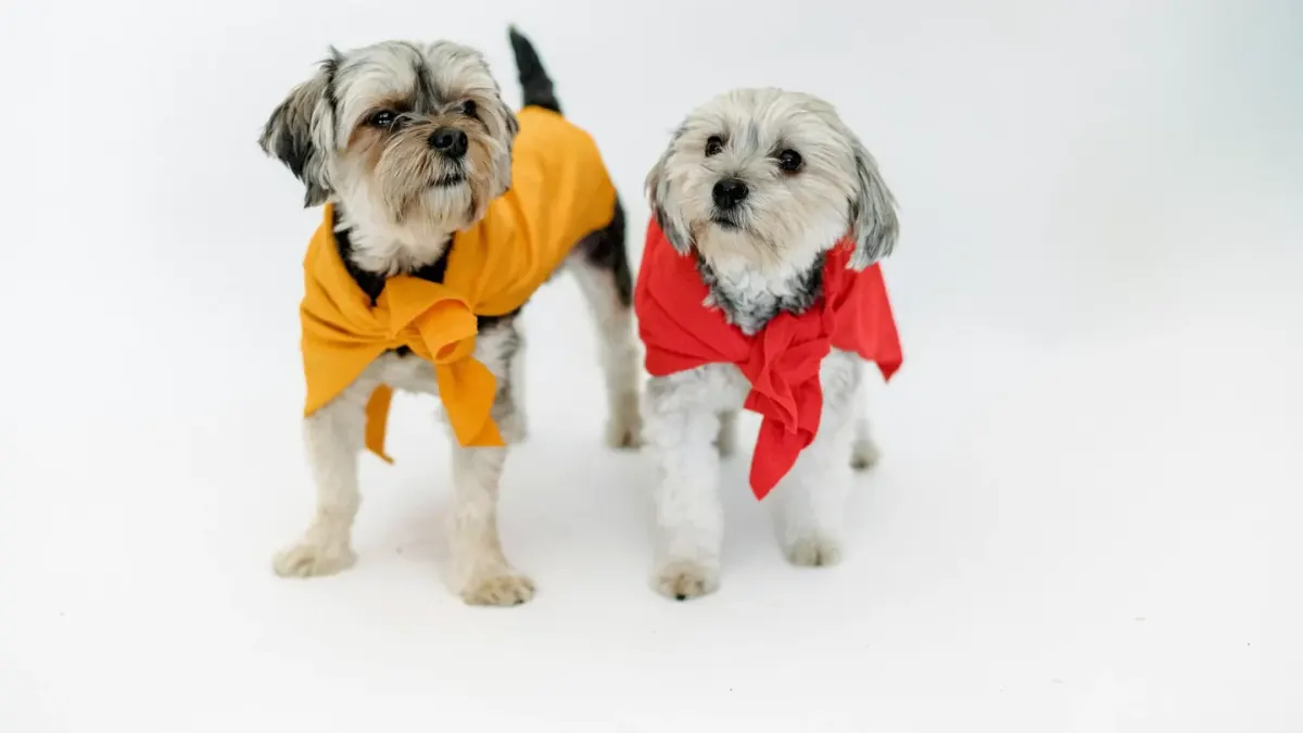 A Yorkshire Terrier and a Maltese sitting side by side on a couch