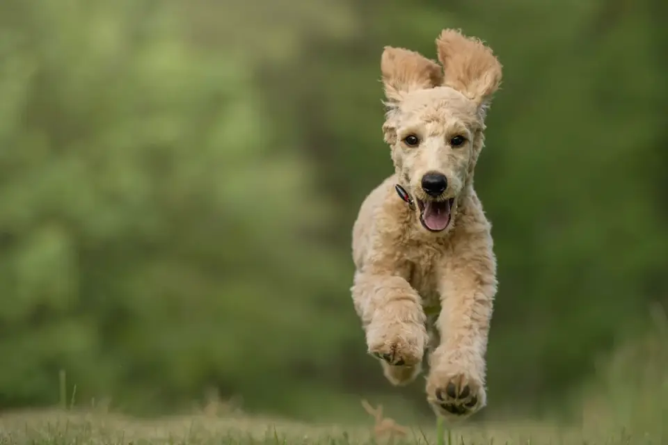 A young Goldendoodle puppy focused on a treat during an outdoor training session