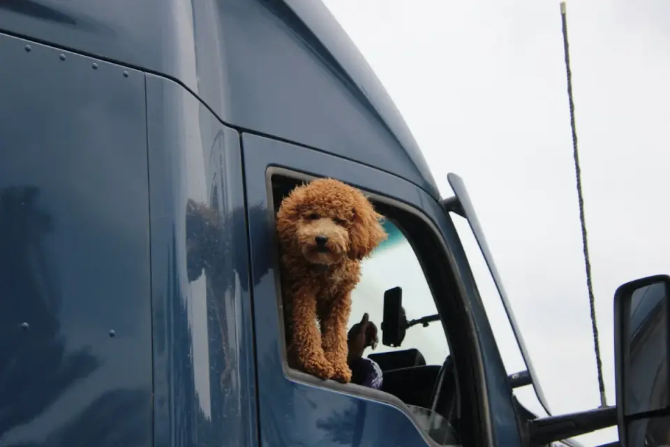 A young Goldendoodle puppy standing beside an adult Standard Poodle