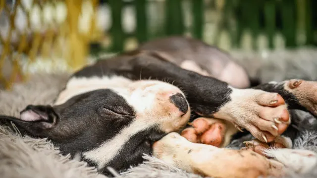 A young puppy lying calmly inside an open wire crate on a soft blanket