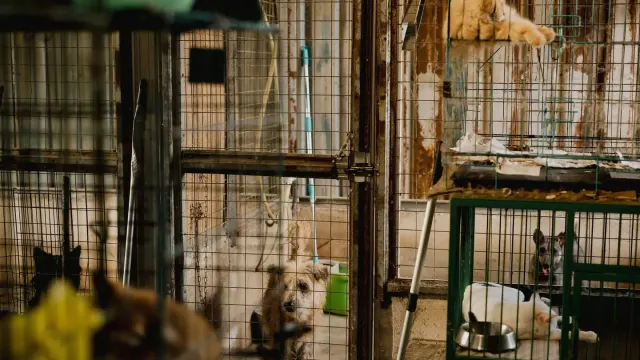 A young puppy lying calmly inside an open wire crate lined with a soft blanket