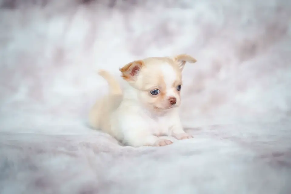 A young puppy near puppy pads set up in a training zone indoors